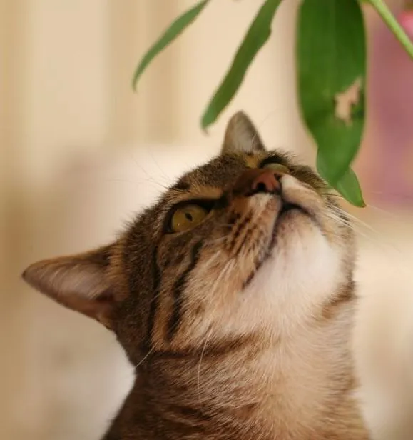 Самые безопасные комнатные растения для кошек