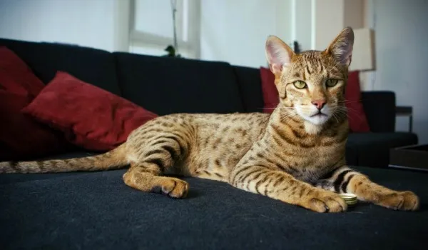 Кошка Леопард