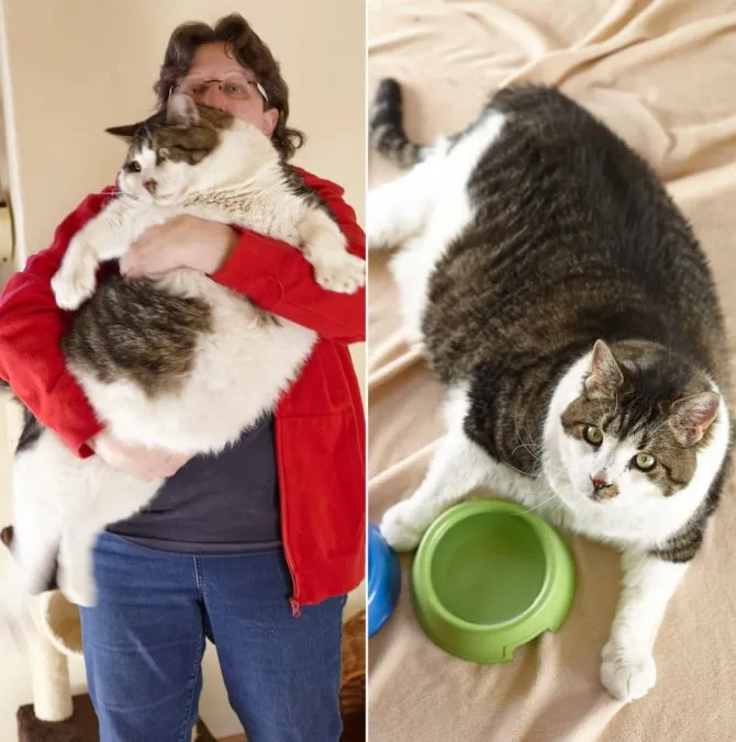 Один из самых тяжелых котов.