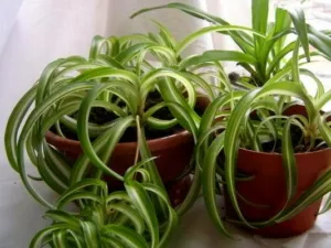 Стоит ли держать хлорофитум дома: польза и вред растения и приметы, связанные с цветком