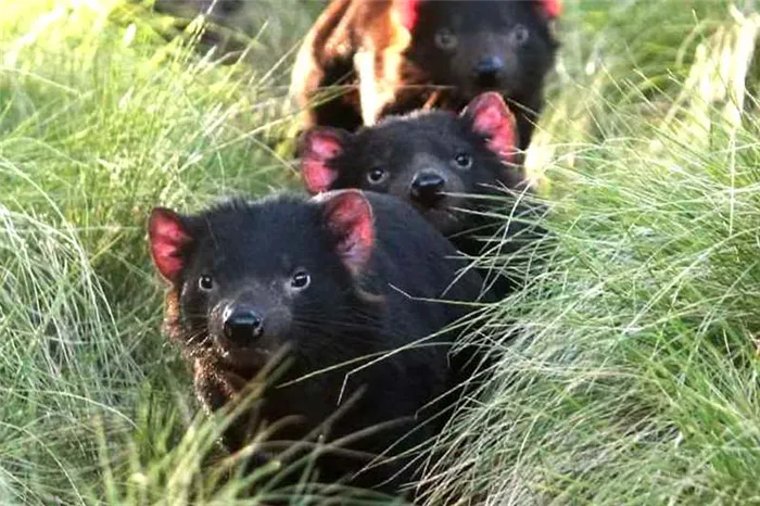 Группа тасманских дьяволов