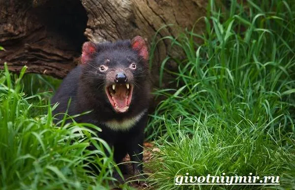 Тасманский-дьявол-животное-Образ-жизни-и-среда-обитания-тасманского-дьявола-2