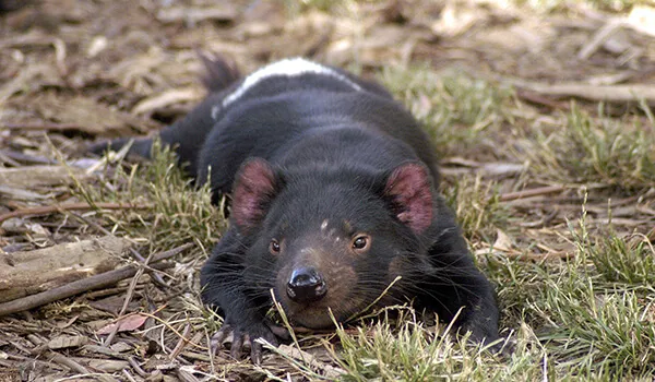 Фото: Тасманский дьявол в Австралии