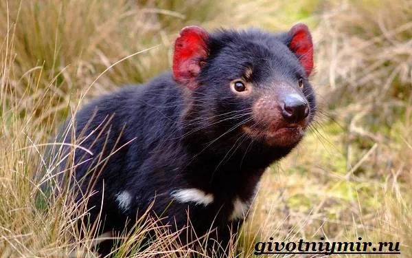 Тасманский-дьявол-животное-Образ-жизни-и-среда-обитания-тасманского-дьявола-3