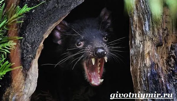 Тасманский-дьявол-животное-Образ-жизни-и-среда-обитания-тасманского-дьявола-5