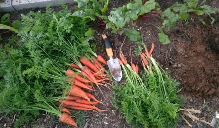 Как определить наилучшее время для уборки урожая моркови в Подмосковье