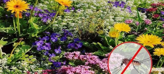 Какие растения отпугивают комаров? 15 ароматных цветов, которые НУЖНЫ вашем саду