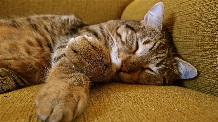 Сон кошки имеет одинаковые с человеческими стадии