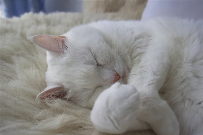 Снятся ли кошкам и котам сны – и какие?