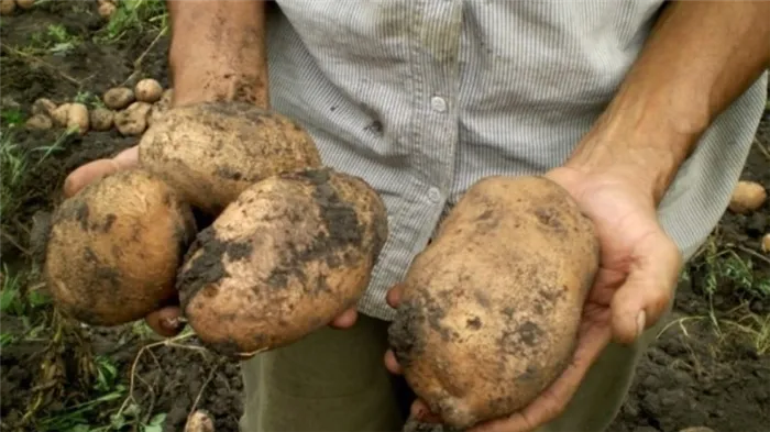 Кто вырастил самую большую картошку в мире и как она выглядит