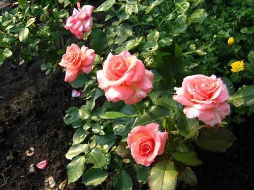 Посадка роз весной