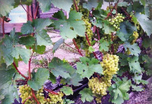 Определение нагрузки куста винограда