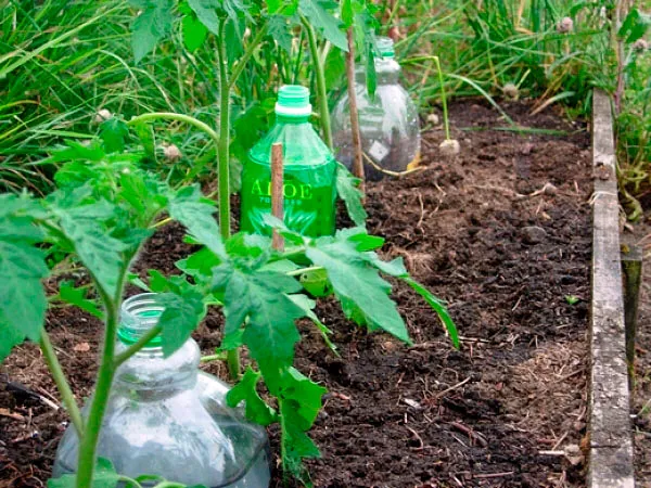 Организация капельного полива томатов с помощью пластиковых бутылок