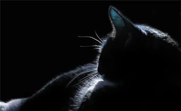 Видит ли кошка в полной темноте