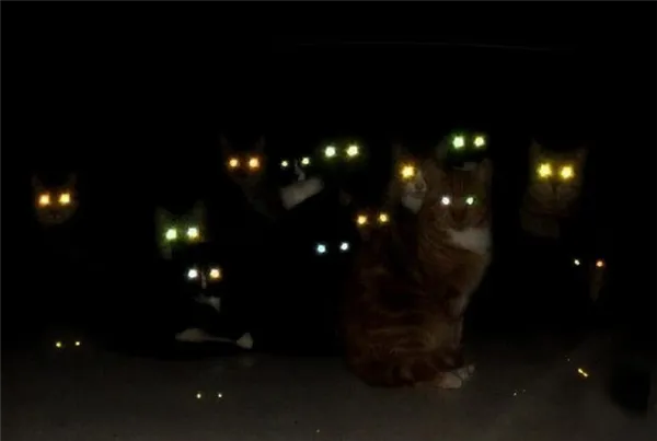 Видят ли коты в полной темноте