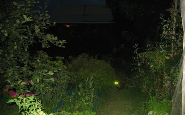 Кошки видят в полной темноте