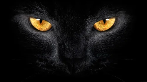 кошка видит в темноте