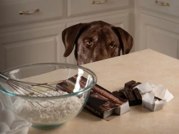 Шоколад содержит теобромин, который опасен для собак