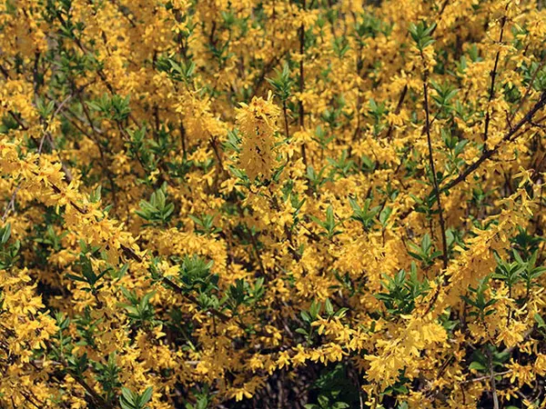 Форзиция свисающая, или поникшая, или пониклая / Forsythia suspensa