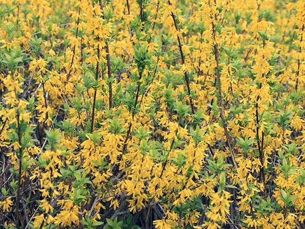 Форзиция темно-зеленая / Forsythia viridissima