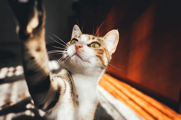 5 сумасшедших фактов про кошек