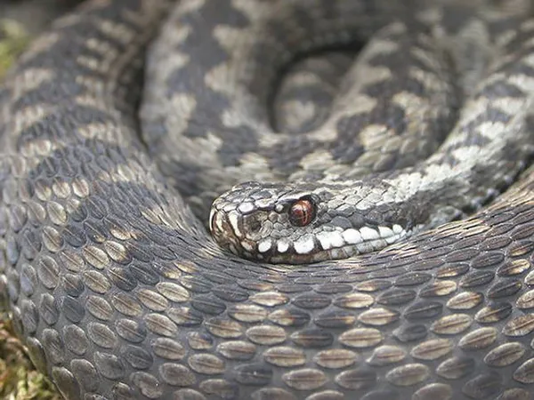Какие ядовитые змеи обитают в России: фото, названия и характеристика
