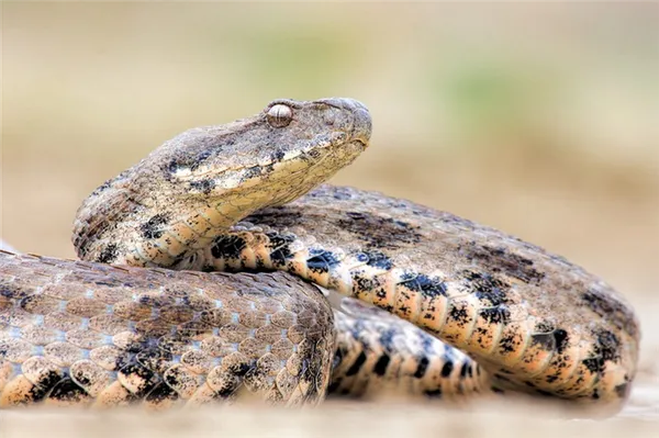 Гюрза — самая опасная змея, обитающая на территории России, ее укус часто приводит к смертельному исходу