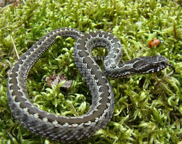 Обыкновенная гадюка является самой распространенной ядовитой змеей, и встречается практически на всей территории России