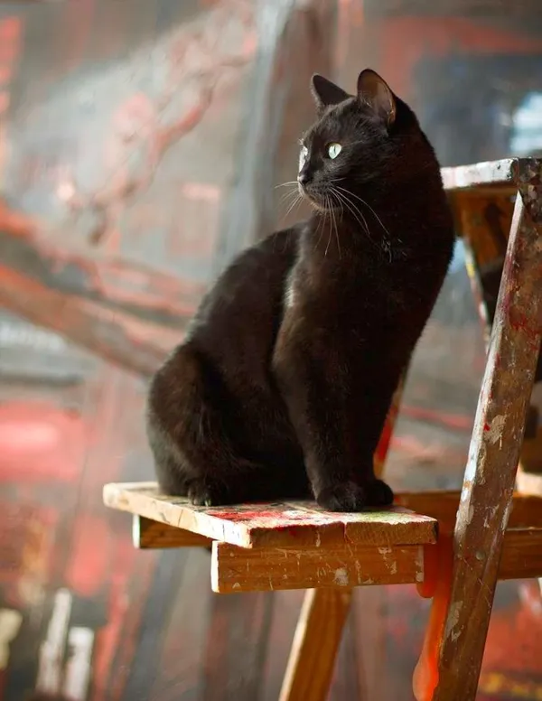 Бомбейска кошка - художник