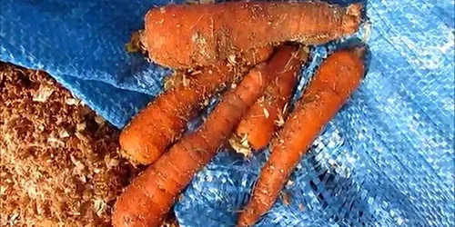 Хранение моркови в хвойных опилках