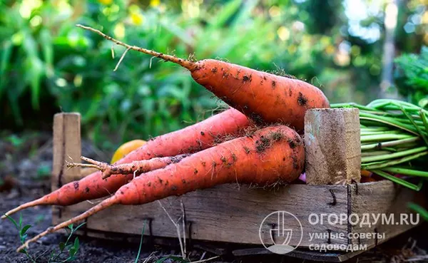 Собирайте морковь в сухую погоду. Во время выкапывания будьте осторожны, чтобы не повредить кожицу и не оторвать ботву