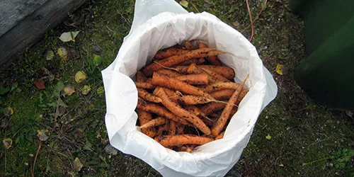 Хранение моркови в пленочных мешках