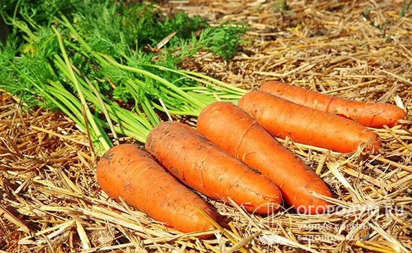 Для того чтобы просушить морковь, разложите ее на соломе на свежем воздухе. Следите, чтобы во время сушки на овощи не попадали прямые солнечные лучи, и они не нагревались
