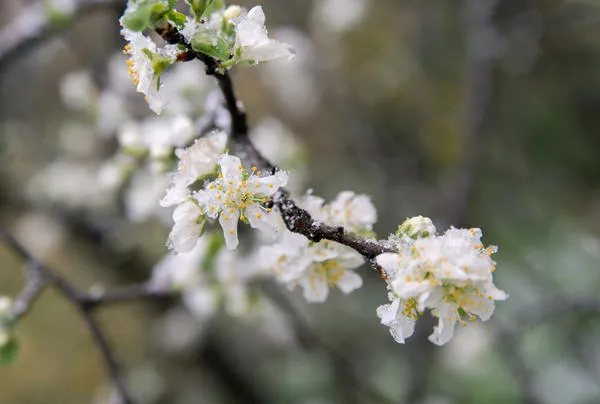 Плодовые деревья во время цветения могут серьезно пострадать от заморозков
