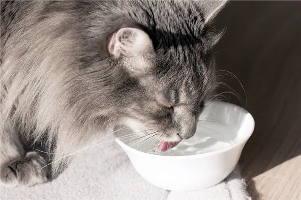 Как определить, сколько воды выпивает кот