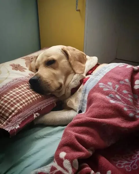 Сны у собак