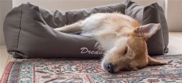 Что снится собакам