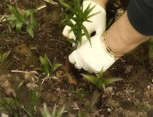 Выращивание лилий в открытом грунте: правила и советы