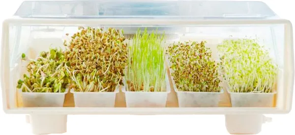 Проращиватели для микрозелени: от простых моделей к сложным, их особенности, преимущества и недостатки