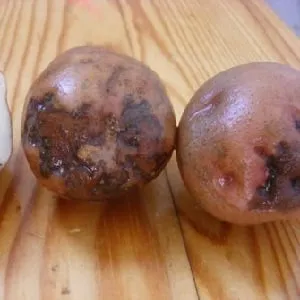 Что такое кольцевая гниль картофеля и методы борьбы с ней