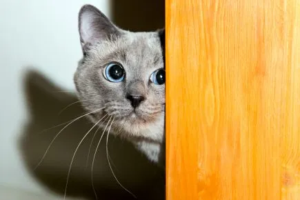 Выглядывающий из-за двери кот