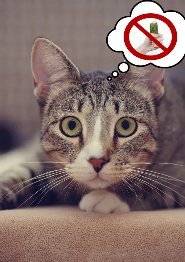 Почему кошки боятся огурцов? Кошки и огурцы