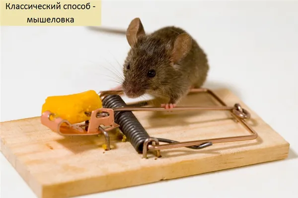 Как поймать мышь в домашних условиях быстро и без мышеловки?