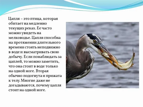 . Цапля – это птица, которая обитает на медленно текущих реках. Ее часто м. 