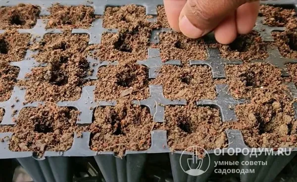При посеве в кассеты семечки обычно раскладывают в лунки глубиной 1-1,5 см и заделывают почвой