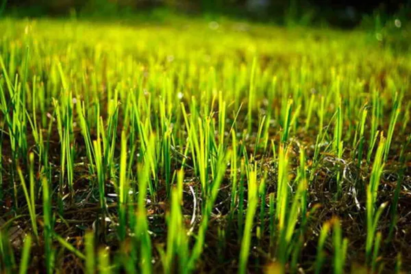 Скошенной травой из травосборника газонокосилки можно тут же мульчироват газон. Это хорошая защита от сорняков и некоторый удобряющий эффект 