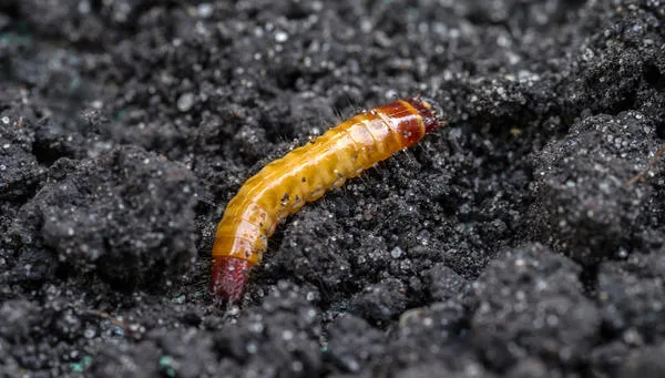 Проволочник — личинка жука щелкуна
