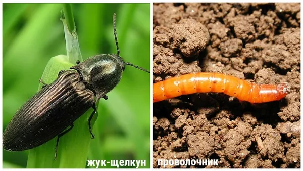 Жизненный цикл жука щелкуна