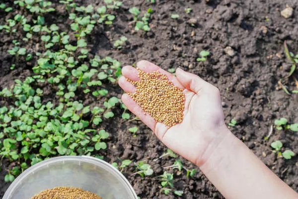 Горчица в качестве сидеральной культуры хорошо оздоровляет почву