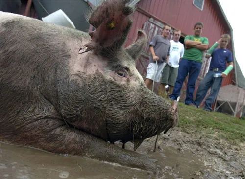 свинья купается в грязи